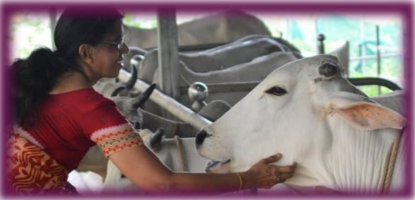 Gau Seva